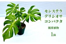 モンステラ デリシオサ コンパクタ 観葉植物 観葉植物 室内植物 葉の形 小型モンスター 空気清浄効果 鑑賞 グリーンインテリア デザイン性 鉢植え お気に入り 植え替え フィトン おすすめ 贅沢 沖縄県 特別な くつろぎ 人気 直送 送料無料