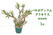 パキポディウム グラキリス 観葉植物　多肉植物 塊根植物 コーデックス 珍奇植物 フォルム 観葉植物 希少種 自然 成長記録 趣味 お気に入り 肥料 人気 おすすめ インテリア 沖縄県 国産 トゲ 楽しみ 直送 送料無料