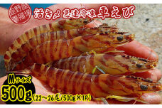 【養殖場から直送】活き〆急速冷凍車えび　Mサイズ　約500g（22～26尾/500g×1P） 車海老 海鮮 魚介類 海産物 シーフード お取り寄せ 美味 料理 クルマエビ くるまえび 塩焼き フライ 天丼 お刺身 フリット 蝦 ゆで 送料無料 沖縄県産 たまや