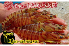 【養殖場から直送】活き〆急速冷凍車えび　Mサイズ　約1kg（44～52尾/500g×2P） 車海老 海鮮 魚介類 海産物 シーフード お取り寄せ 美味 料理 クルマエビ くるまえび 塩焼き フライ 天丼 お刺身 フリット 蝦 ゆで 送料無料 沖縄県産 たまや