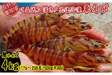 【養殖場から直送】活き〆急速冷凍車えび　Mサイズ　約4kg（176～208尾/500g×8P） 車海老 海鮮 魚介類 海産物 シーフード お取り寄せ 美味 料理 クルマエビ くるまえび 塩焼き フライ お刺身 天丼 フリット 蝦 ゆで 送料無料 沖縄県産 たまや