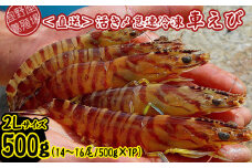 【養殖場から直送】活き〆急速冷凍車えび　2Lサイズ　約500g（14～16尾/500g×1P） 車海老 海鮮 魚介類 海産物 シーフード お取り寄せ 美味 料理 クルマエビ くるまえび 塩焼き フライ 天丼 ムース フリット 蝦 ゆで 送料無料 沖縄県産 たまや