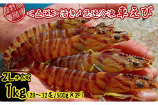 【養殖場から直送】活き〆急速冷凍車えび　2Lサイズ　約1kg（28～32尾/500g×2P） 車海老 海鮮 魚介類 海産物 シーフード お取り寄せ 美味 料理 クルマエビ くるまえび 塩焼き フライ 天丼 ムース フリット 蝦 ゆで 送料無料 沖縄県産 たまや
