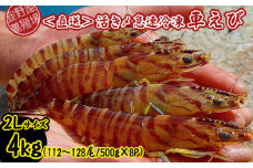 【養殖場から直送】活き〆急速冷凍車えび　2Lサイズ　約4kg（112～128尾/500g×8P） 車海老 海鮮 魚介類 海産物 シーフード お取り寄せ 美味 料理 クルマエビ くるまえび 塩焼き フライ 天丼 ムース フリット 蝦 ゆで 送料無料 沖縄県産 たまや