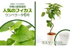 ★【沖縄の観葉植物】人気のフィカス ウンベラータ6号 ラスターポット インテリアグリーン ゴムの木 ゴムノキ ガーデン 風水 鉢植え 癒し 成長記録 成長記録 専門店 生活 オフィス おすすめ 暮らし おしゃれ 南国 日光 水やり お祝い 送料無料