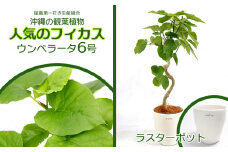 ★【沖縄の観葉植物】人気のフィカス ウンベラータ6号 ラスターポット インテリアグリーン ゴムの木 ゴムノキ ガーデン 風水 鉢植え 癒し 成長記録 成長記録 専門店 生活 オフィス おすすめ 暮らし おしゃれ 南国 日光 水やり お祝い 送料無料