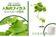 ★【沖縄の観葉植物】人気のフィカス ウンベラータ6号 シュエット鉢ポット インテリアグリーン ゴムの木 ゴムノキ ガーデン 風水 鉢植え 癒し 成長記録 趣味 専門店 生活 オフィス おすすめ 暮らし おしゃれ 南国 日光 水やり お祝い 送料無料