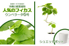 ★【沖縄の観葉植物】人気のフィカス ウンベラータ6号 シュエット鉢ポット インテリアグリーン ゴムの木 ゴムノキ ガーデン 風水 鉢植え 癒し 成長記録 趣味 専門店 生活 オフィス おすすめ 暮らし おしゃれ 南国 日光 水やり お祝い 送料無料