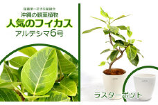 ★【沖縄の観葉植物】人気のフィカス アルテシマ6号 ラスターポット インテリアグリーン ゴムの木 ゴムノキ ガーデン 風水 鉢植え 癒し 成長記録 趣味 専門店 生活 オフィス おすすめ 暮らし おしゃれ 南国 日光 水やり お祝い 送料無料