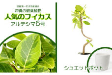 ★【沖縄の観葉植物】人気のフィカス アルテシマ6号 シュエット鉢ポット インテリアグリーン ゴムの木 ゴムノキ ガーデン 風水 鉢植え 癒し 成長記録 趣味 専門店 生活 オフィス おすすめ 暮らし おしゃれ 南国 日光 水やり お祝い 送料無料
