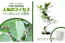 ★【沖縄の観葉植物】人気のフィカス ベンガレンシス6号 シュエット鉢ポット インテリアグリーン ゴムの木 ゴムノキ ガーデン 風水 鉢植え 癒し 成長記録 趣味 専門店 生活 オフィス おすすめ 暮らし おしゃれ 南国 日光 水やり お祝い 送料無料