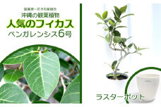 ★【沖縄の観葉植物】人気のフィカス ベンガレンシス6号 ラスターポット インテリアグリーン ゴムの木 ゴムノキ ガーデン 風水 鉢植え 癒し 成長記録 趣味 専門店 生活 オフィス おすすめ 暮らし おしゃれ 南国 日光 水やり お祝い 送料無料