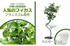 ★【沖縄の観葉植物】人気のフィカス フランスゴム6号 ラスターポット インテリアグリーン ゴムの木 ゴムノキ ガーデン 風水 鉢植え 癒し 成長記録 趣味 専門店 生活 オフィス おすすめ 暮らし おしゃれ 南国 日光 水やり お祝い 送料無料