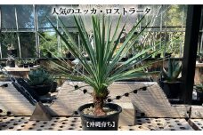 【沖縄育ちの観葉植物】人気のユッカ・ロストラータ 5寸鉢