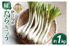 【期間限定発送】島らっきょう 生 約 1kg [畑シンカ 沖縄県 伊江村 ie47bde250000] 島ラッキョウ しまらっきょう 野菜 やさい 浅漬け 漬物 らっきょうみそ
