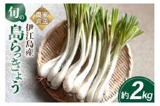 【期間限定発送】島らっきょう 約 2kg [畑シンカ 沖縄県 伊江村 ie47bde250002] 島ラッキョウ しまらっきょう 野菜 やさい 浅漬け 漬物 らっきょうみそ