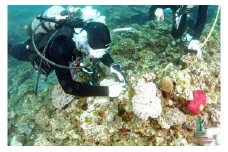 【SeaSeed】養殖サンゴ　8株の移植放流