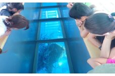「みんなで育てるジンベエザメ」育成寄付（ジンベエザメグラスボート乗船券1枚付き）