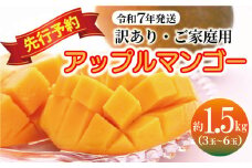 【訳あり・ご家庭用】アップルマンゴー（約1.5kg）【先行予約・2025年発送】 訳あり マンゴー アップルマンゴー アーウィン 甘いマンゴー 家庭用 数量限定 沖縄 読谷村 うちなーすぐりむん 地場産品 自宅使い 人気商品 デザート