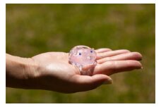 【RYUKYU GLASS WORKS 海風】ミニブタ箸置き（ピンク・１つ） ☆ 沖縄 読谷村 カワイイ 色違い有 贈り物に お家使い お客様用 子豚ちゃん キュート 琉球ガラス まぁるい 風水 人気商品 地場産品 手作り 職人技 ミニブタ お揃いで プレゼントに