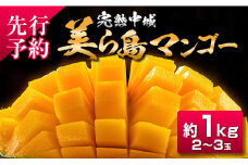 【2025年夏季出荷】 完熟中城美ら島マンゴー（優品） 約1kg　沖縄 特産品 完熟マンゴー フルーツ 果物 デザート スイーツ ジュース スムージー アイス シャーベット ソルベ 贈答 贈り物 プレゼント お土産 お見舞い お中元 ギフト 数量限定