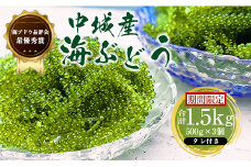【2025年4月中旬以降発送予定】海ぶどう（500g×3個セット）タレ付き 期間限定 新鮮 厳選 贈答品 朝採れ 直送 ご当地グルメ 沖縄県産 中城村産 特産品 海の幸 ヘルシー 低カロリー 美容 人気 海鮮丼 サラダ ミネラル 鉄分 季節限定 贅沢