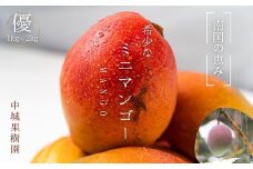 中城果樹園ミニマンゴー優品　約1.5kg（10～25個入）2025年発送　沖縄 特産品 フルーツ 果物 デザート スイーツ おすすめ オススメ 贈り物 プレゼント お土産 お見舞い 期間限定 数量限定 希少 レア
