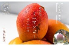 【訳あり】中城果樹園ミニマンゴー訳あり約1kg（10～20個入）2025年発送　沖縄 特産品 フルーツ 果物 デザート スイーツ おすすめ オススメ 期間限定 数量限定 希少 レア