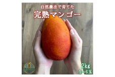 ＜2026年6月から順次発送＞田場農園の栽培期間中農薬不使用マンゴー2kg(5～6玉)【1386744】