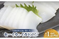 セーイカ1kg イカとんび250g お刺身用 約1.25kg【1564534】