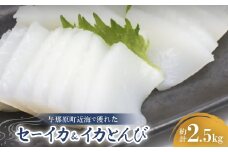 セーイカ2kg イカとんび500g お刺身用 約2.5kg【1571052】