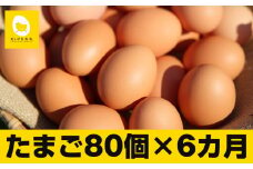 【定期便】6ヵ月連続お届け　卵の黄身が掴めるほどの新鮮さ　美ら卵養鶏場の卵　各月80個