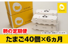 【定期便】6ヵ月連続お届け　美ら卵養鶏場の卵　各月40個