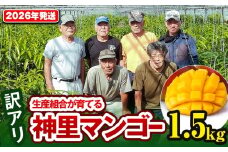 【訳あり】2026年発送　生産組合から直送　神里マンゴー1.5kg