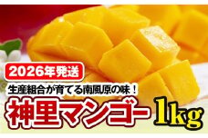 【2026年発送】生産組合が育てる南風原の味　神里マンゴー1kg