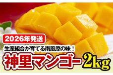 【2026年発送】生産組合が育てる南風原の味　神里マンゴー2kg