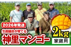 【2026年発送】生産組合が育てる神里のマンゴー2kg　家庭用