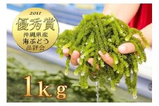 伊是名島育ちの海ぶどう(１kg)