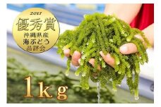 伊是名島育ちの海ぶどう(１kg)
