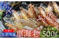 【久米総合開発】活き〆急速冷凍 久米島ブランド車海老 小サイズ 500g 海の幸 海鮮 車えび クルマエビ くるまえび 高級 食材 生食 刺身 鮮度抜群 プリプリ 甘み 旨味 ギフト グルメ お祝い 贈答品 贈り物 お取り寄せ 土産