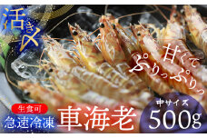 【久米総合開発】活き〆急速冷凍 久米島ブランド車海老 中サイズ 500g 海の幸 海鮮 車えび クルマエビ くるまえび 高級 食材 生食 刺身 鮮度抜群 プリプリ 甘み 旨味 ギフト グルメ お祝い 贈答品 贈り物 お取り寄せ 土産