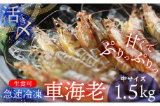 【久米総合開発】活き〆急速冷凍 久米島ブランド車海老 中サイズ 1.5kg 海の幸 海鮮 車えび クルマエビ くるまえび 高級 食材 生食 刺身 鮮度抜群 プリプリ 甘み 旨味 ギフト グルメ お祝い 贈答品 贈り物 お取り寄せ 土産