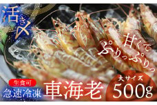 【久米総合開発】活き〆急速冷凍 久米島ブランド車海老 大サイズ 500g 海の幸 海鮮 車えび クルマエビ くるまえび 高級 食材 生食 刺身 鮮度抜群 プリプリ 甘み 旨味 ギフト グルメ お祝い 贈答品 贈り物 お取り寄せ 土産