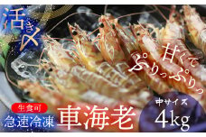 【久米総合開発】活き〆急速冷凍 久米島ブランド車海老 中サイズ 4kg 海の幸 海鮮 車えび クルマエビ くるまえび 高級 食材 生食 刺身 鮮度抜群 プリプリ 甘み 旨味 ギフト グルメ お祝い 贈答品 贈り物 お取り寄せ 土産