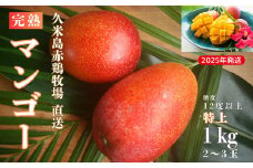 【2025年発送】久米島赤鶏牧場 直送！糖度12度以上「特上」完熟マンゴー 約1kg（2～3玉） マンゴー 完熟 アップルマンゴー アーウィン 甘い 濃厚 循環型農業 減農薬栽培 牧場 養鶏 和牛 久米島の久米仙 酒粕 月桃 ウコン 芳醇 爽やか 南国フルーツ ギフト 久米島
