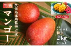 【2026年発送】久米島赤鶏牧場 直送！糖度12度以上「特上」完熟マンゴー 約2kg（4～5玉） マンゴー 完熟 アップルマンゴー アーウィン 甘い 濃厚 循環型農業 減農薬栽培 牧場 養鶏 和牛 久米島の久米仙 酒粕 月桃 ウコン 芳醇 爽やか 南国フルーツ ギフト 久米島