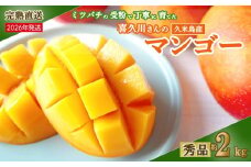 【2026年発送】ミツバチの受粉で育てた喜久川さんの完熟マンゴー 約2kg ◆秀品◆ マンゴー フルーツ 果物 スイーツ 完熟 濃厚 トロける ジューシー ミツバチ 蜂 アップルマンゴー アーウィン 秀品 ギフト 贈り物 糖度 スムージー 南国 沖縄 久米島
