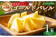 【2026年発送】比屋定農園「久米定パイン」ゴールドバレル 1玉（2kg以上×1玉） パイナップル パイン 高級 最高峰 黄金色 大玉 糖度 濃厚 甘い 希少 樽型 フルーツ 果物 ジュース スムージー ケーキ アイス タルト 沖縄 久米島