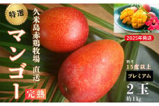 【2025年発送】久米島赤鶏牧場 直送！糖度15度以上「プレミアム」完熟マンゴー 2玉（約1kg） マンゴー 完熟 アップルマンゴー アーウィン 糖度15度 特選品 プレミアム 贈答 贈り物 甘い 濃厚 循環型農業 減農薬栽培 芳醇 爽やか 南国フルーツ ギフト 沖縄 久米島 南の島
