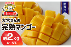 【2025年発送】農家直送！大宮さんの完熟マンゴー 贈答用 約2kg フルーツ 果物 デザート 果実 完熟 甘い 濃厚 スムージー アイス プリン ヨーグルト ケーキ 贈り物 ギフト お中元 アップルマンゴー アーウィン 久米島 沖縄 南国